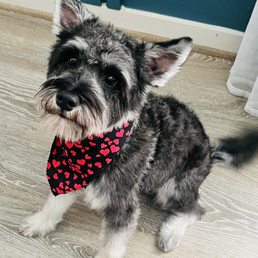 Miniature schnauzer Miniature schnauzer