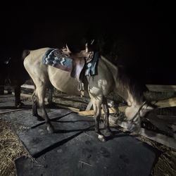 Maverick Horseback Riding - After the fun night time trail ride!