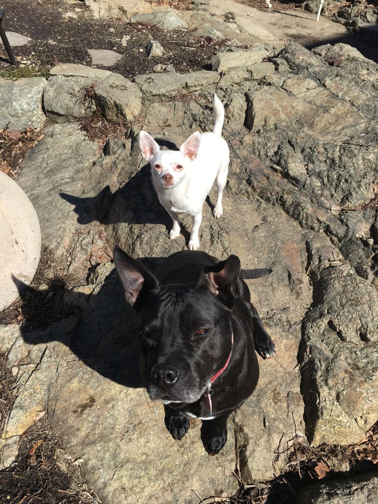 WOOF PACK 23 Photos Kennebunk, Massachusetts Dog Walkers Phone