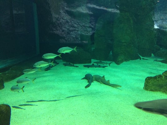 Biarritz Aquarium by null