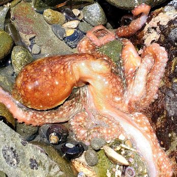 Cambria - Many unique creatures at the tide pools. - Local Flavor Near Me Cambria - Many unique creatures at the tide pools. - Local Flavor Near Me