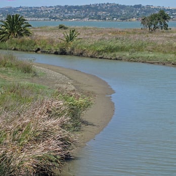Radke Martinez Regional Shoreline - Trail along the marsh area - Parks Near Me - Martinez, California Radke Martinez Regional Shoreline - Trail along the marsh area - Parks Near Me - Martinez, California