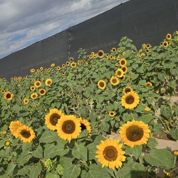 Gilcrease Orchard - Sunflowers at the Sunflower Garden - Fruits & Veggies Near Me - Las Vegas, Nevada Gilcrease Orchard - Sunflowers at the Sunflower Garden - Fruits & Veggies Near Me - Las Vegas, Nevada