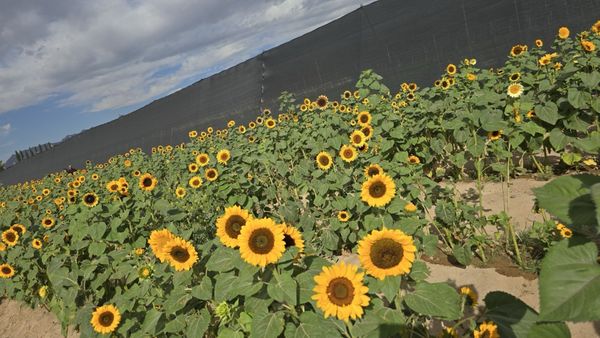 Gilcrease Orchard by null