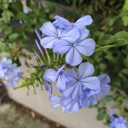 Tamarama Park - Colorful flowers at this park