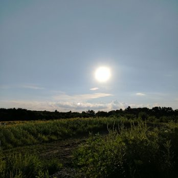 Tangerini's Spring Street Farm - Sunflower field and sunset.. - Farmers Market Near Me - Millis, Massachusetts Tangerini's Spring Street Farm - Sunflower field and sunset.. - Farmers Market Near Me - Millis, Massachusetts