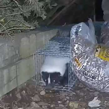 Trapper John - skunk being excluded from under the chimney - Wildlife Control Near Me - Middle Village, New York Trapper John - skunk being excluded from under the chimney - Wildlife Control Near Me - Middle Village, New York