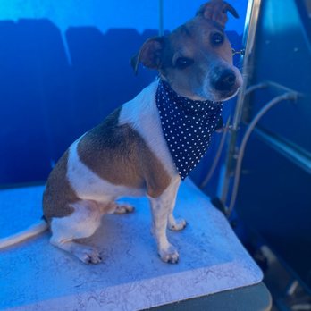 Da Paw Spaw - Buddy, he came home sooo happy and content after his spa day :) - Pet Groomers Near Me