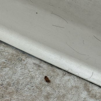 The Hungry Hollow - Cockroach in the bathroom - Breakfast & Brunch Near Me - Carmichael, California The Hungry Hollow - Cockroach in the bathroom - Breakfast & Brunch Near Me - Carmichael, California