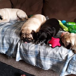 My 4 pugs my babies My 4 pugs my babies