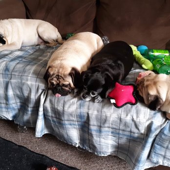 Paws & Claws Finishing Touch - My 4 pugs my babies - Pet Groomers Near Me - Portage, Michigan Paws & Claws Finishing Touch - My 4 pugs my babies - Pet Groomers Near Me - Portage, Michigan