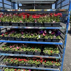 Randazzo Fresh Market - Tons of flowers of all kinds and veggies/herb plants.
