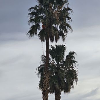 Southwest tree works - Getting to work.... - Tree Services Near Me Southwest tree works - Getting to work.... - Tree Services Near Me
