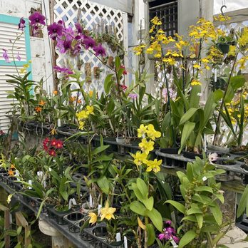 Art Stone - Beautiful orchids - Nurseries & Gardening Near Me - Saint Petersburg, Florida