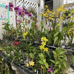 Art Stone - Beautiful orchids
