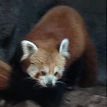 Birmingham Zoo - Red panda - Zoos Near Me - Birmingham, Alabama