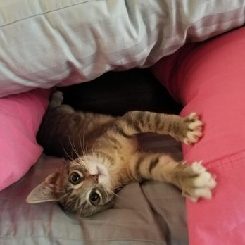 Purrfect Pets - Hi daddy - Community Service/Non-Profit Near Me - Overland Park, Kansas Purrfect Pets - Hi daddy - Community Service/Non-Profit Near Me - Overland Park, Kansas