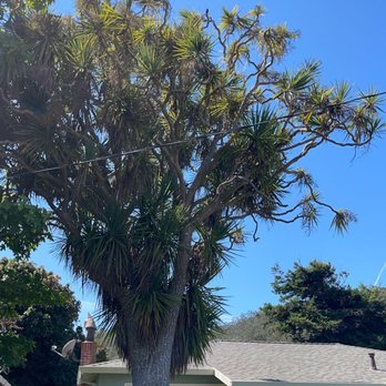 Precision Tree Care - Before Pruning - Tree Services Near Me
