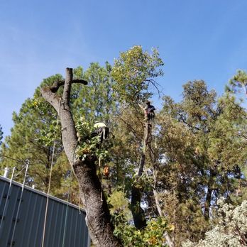 Lepley Tree Service  - Tree Services Near Me - Oakhurst, California