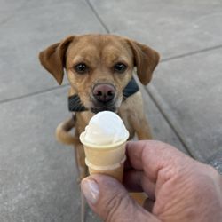 Shivers Frozen Custard & Coffee - Wanting that Pup Cup.