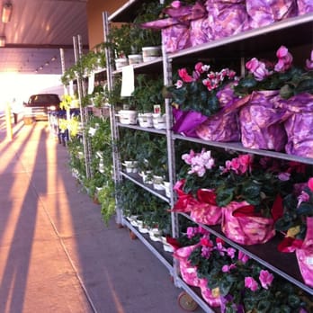 Sam's Club - Herbs and flowers! - Tires Near Me - Fort Smith, Arkansas