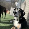 WOOF Day Care & Boarding gift card