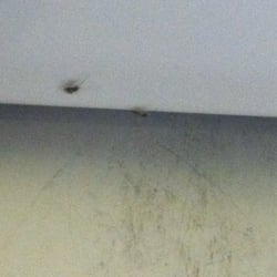 America's Best Value Inn & Suites - Baby cockroaches . You have roommates.