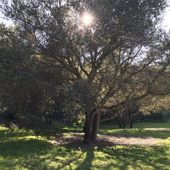 Blair Park - Parks Near Me - Piedmont, California Blair Park - Parks Near Me - Piedmont, California