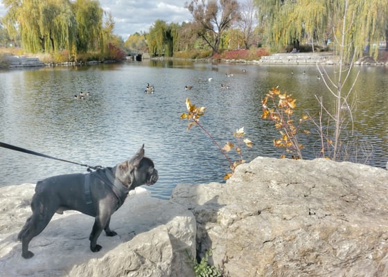 Chinguacousy Park by null