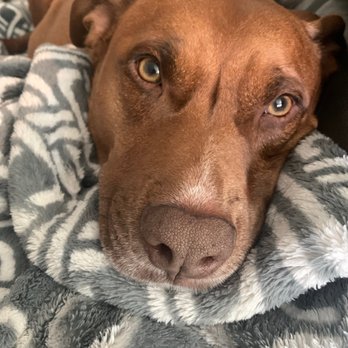 Village Veterinary Center - Pet Sitting Near Me - Cross Roads, Texas