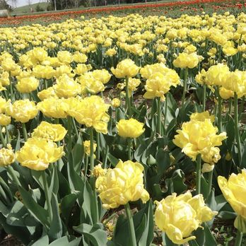 Nelson Produce Farm - Pick Your Own Farms Near Me - Valley, Nebraska