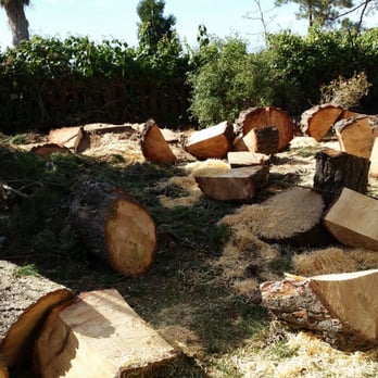 AAA Tree Service Inc - Too bad this wood was so bug-infested... would have made for a lot of warm winter fires. - Tree Services Near Me