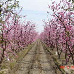 Donut Peach trees in full bloom