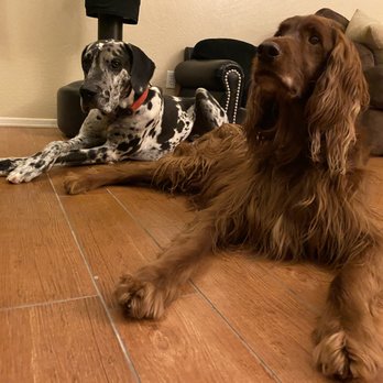 happy tails doggy care