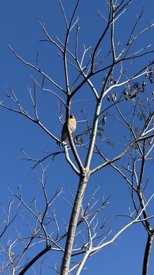 West Orange Trail by null