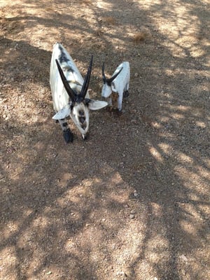 Civano Nursery - Retail Location by null