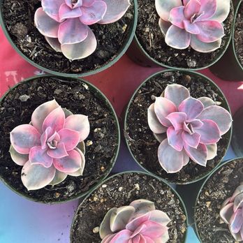 Succulent City - Nurseries & Gardening Near Me - Brooksville, Florida Succulent City - Nurseries & Gardening Near Me - Brooksville, Florida