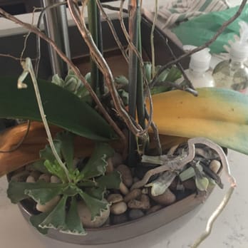 Blooming Vase - my dead plants (2 weeks after picking up) - Florists Near Me - Burlingame, California Blooming Vase - my dead plants (2 weeks after picking up) - Florists Near Me - Burlingame, California