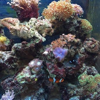 Aqua-Holics - Beautiful display tank - Local Fish Stores Near Me - Orlando, Florida