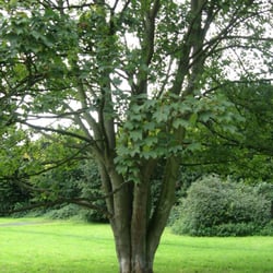 Hundewiese St.-Franziskusstraße