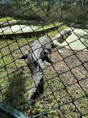 Davao Riverfront Crocodile Park & Zoo by null