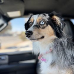 Long Dog