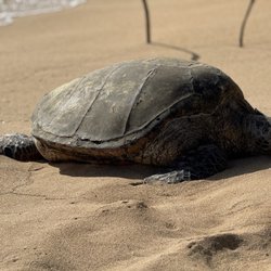 Sea Turtles chillin at Brennecke's beach