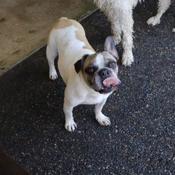 3 Dogs Boarding and Daycare - Kisses!