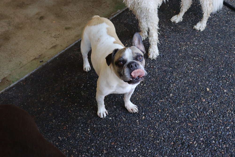 3 Dogs Boarding and Daycare - pet boarding facility in Portland, OR