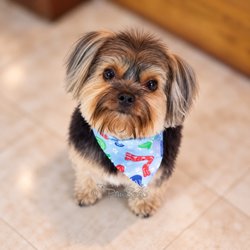 The Paw Spa - Trouble
Yorkie