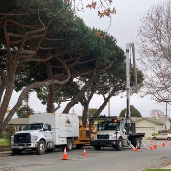 Rodriguez Tree Service - Tree Services Near Me