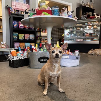 Paws and the Palette - My chachito at Paws and The Palette - Pet Stores Near Me - Sacramento, California