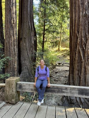 Armstrong Redwoods State Natural Reserve by null
