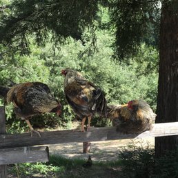 ROOSTER CREEK - Updated February 2026 - 552 Photos & 751 Reviews - 200